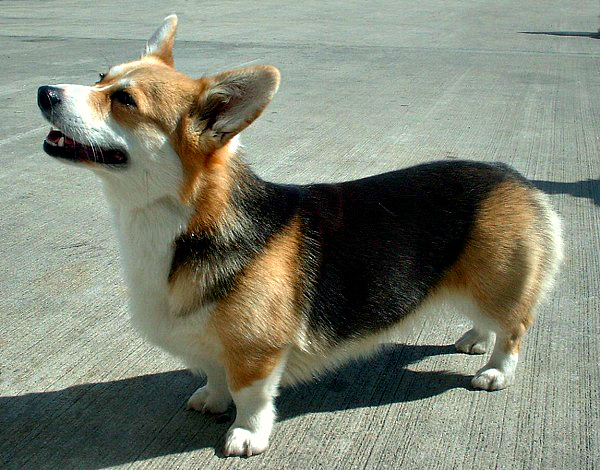 AZ Cactus Corgi Rescue