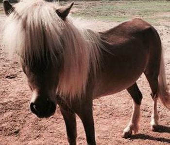 Horse Feathers Equine Center