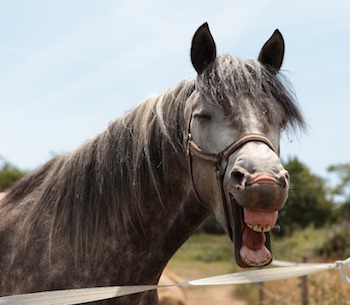 Lonesome Dove Equine Protection