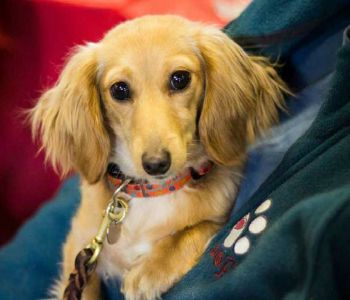 Midwest Dachshund Rescue