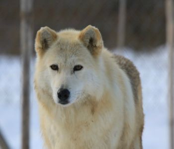 Wolf Sanctuary of PA Inc