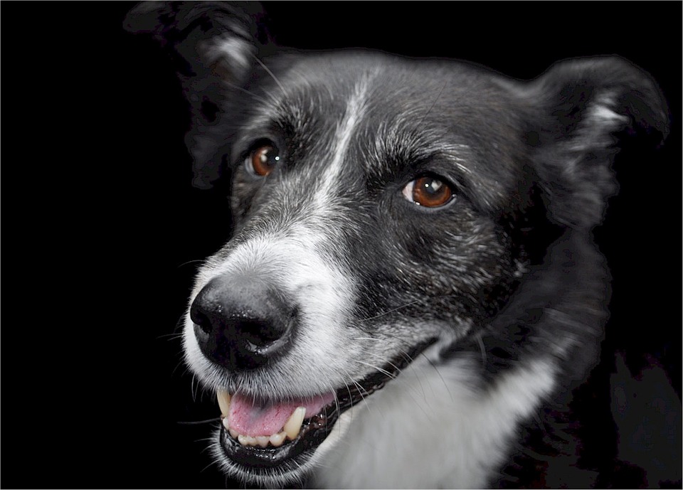 Border Collie Lab Mix