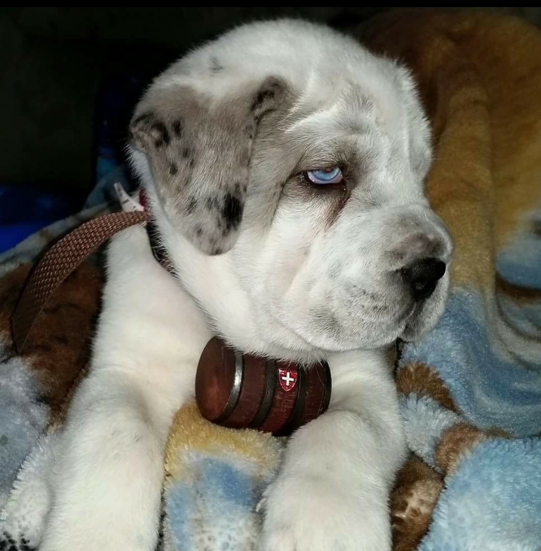 Saint Bernard Husky Mix