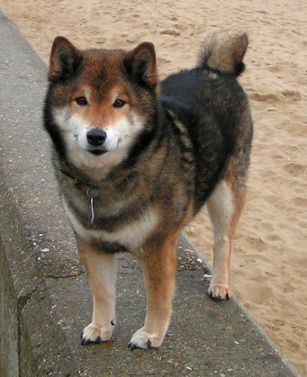 Shiba Inu Husky Mix