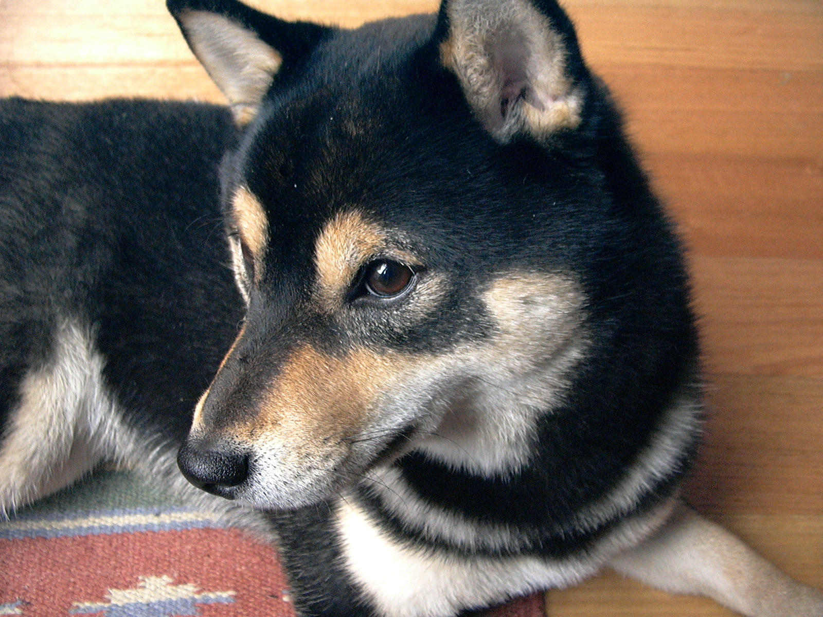 German Shepherd Shiba Inu Mix 