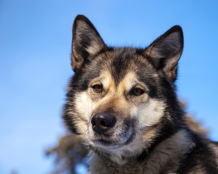 Akita Husky Mix