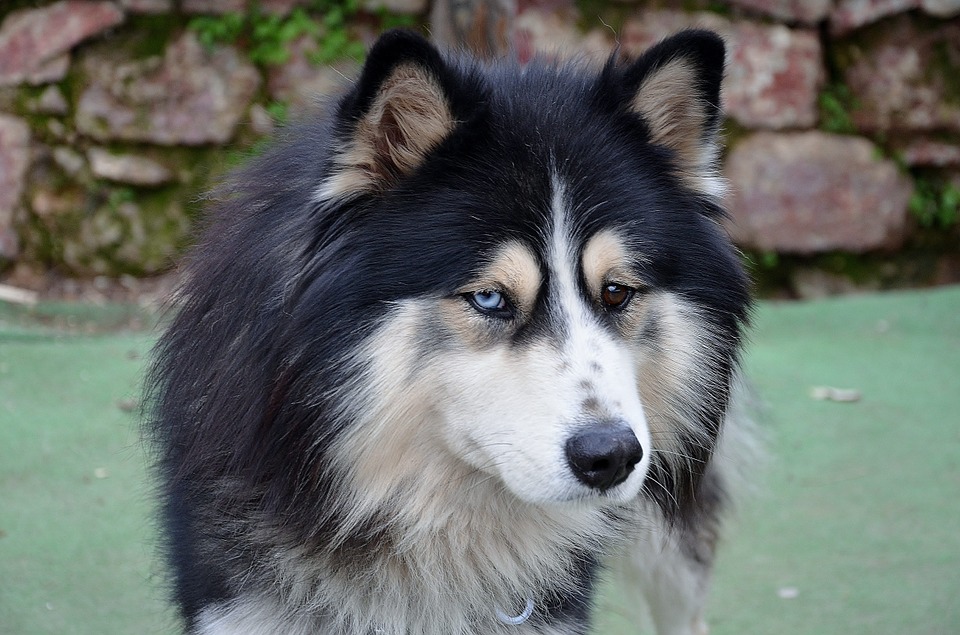 Australian Shepherd Husky Mix