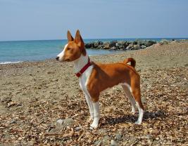 Basenji