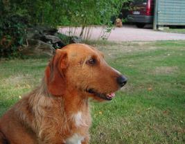 Basset Fauve de Bretagne