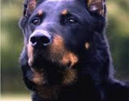 Beauceron