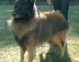 Belgian Tervuren