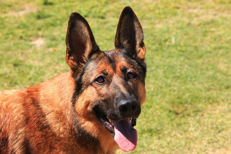 German Shepherd Belgian Malinois Mix