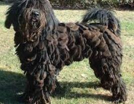 Bergamasco