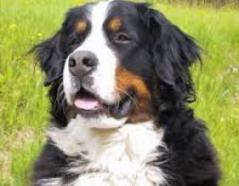 Bernese Mountain Dog