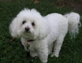 Bichon Frise