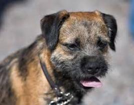 Border Terrier