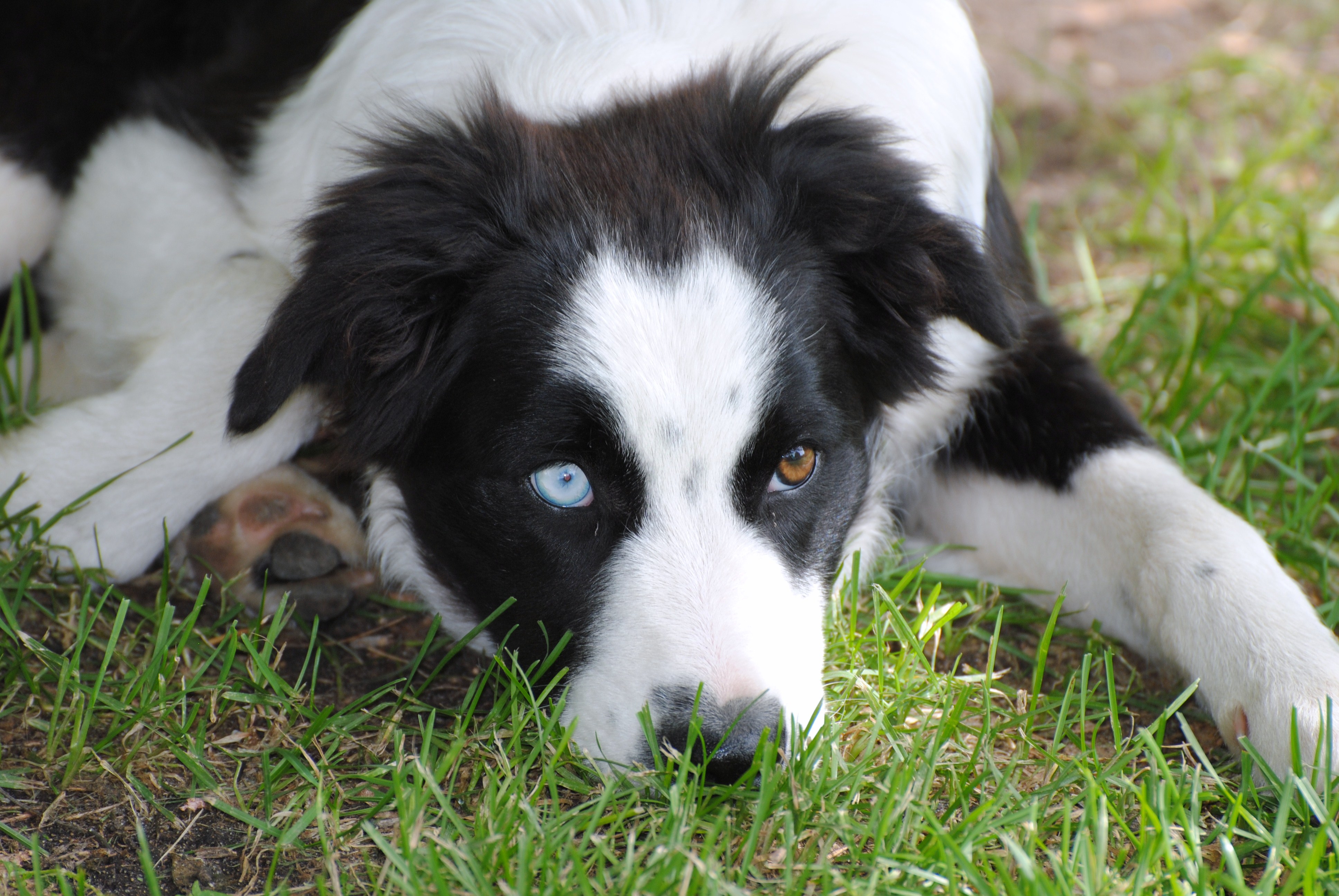 Border Collie Husky Mix