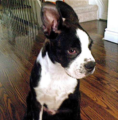 German Shepherd Boston Terrier Mix