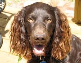 Boykin Spaniel