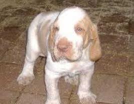 Bracco Italiano