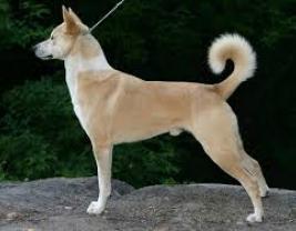 Canaan Dog