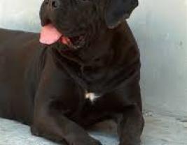 Cane Corso 