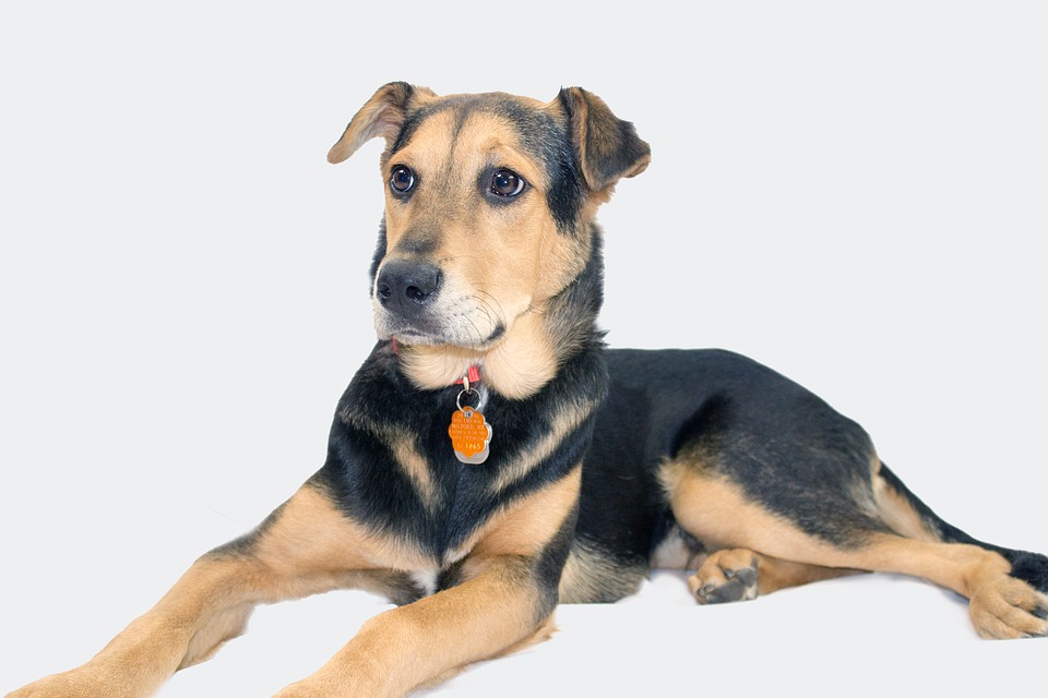 German Shepherd Rottweiler Mix