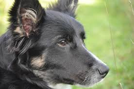 German Shepherd Border Collie Mix