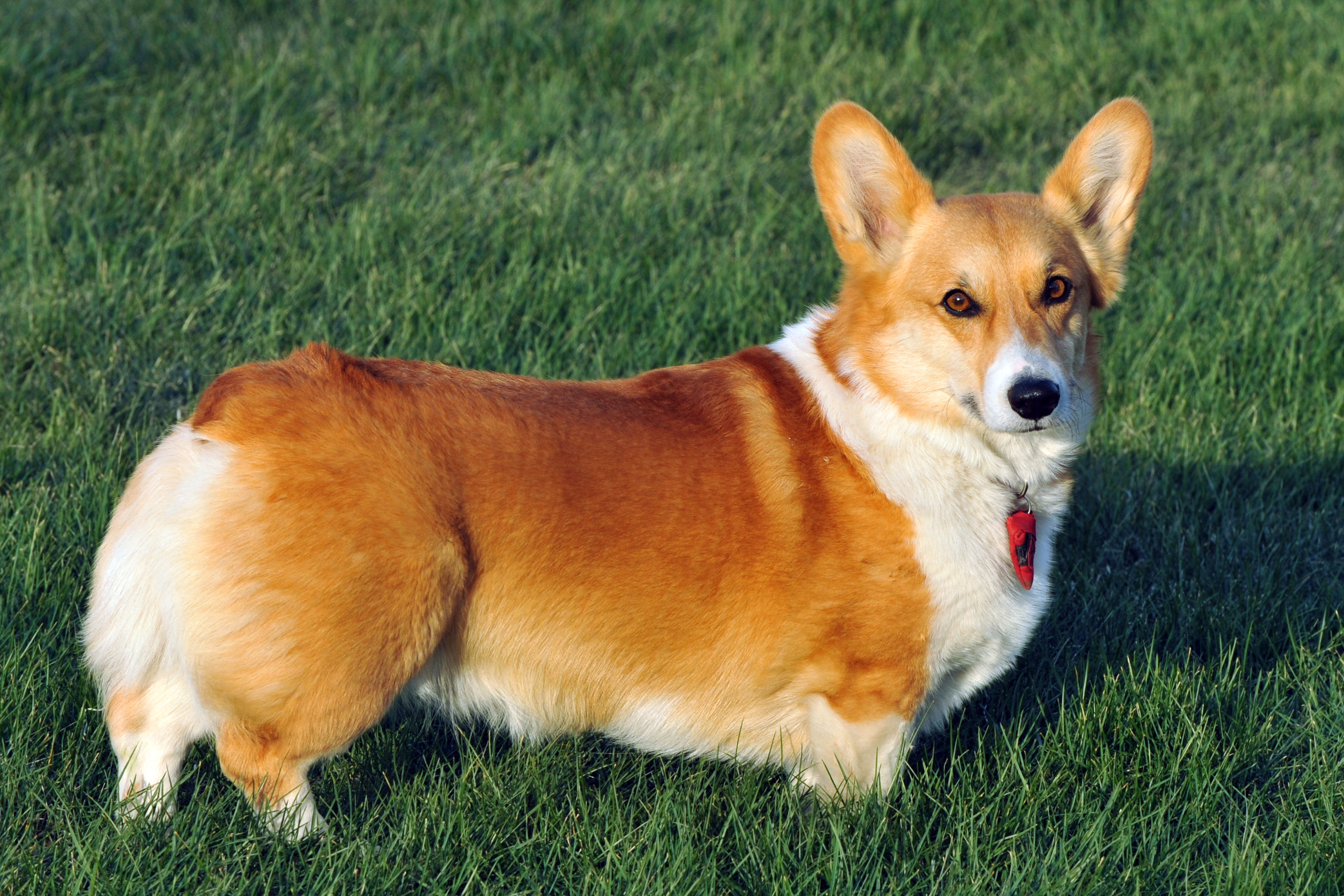 German Shepherd Corgi Mix