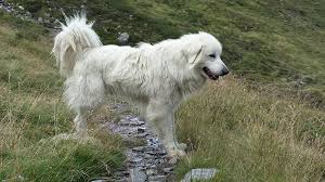 German Shepherd Great Pyrenees Mix 