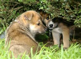 German Shepherd Husky Mix