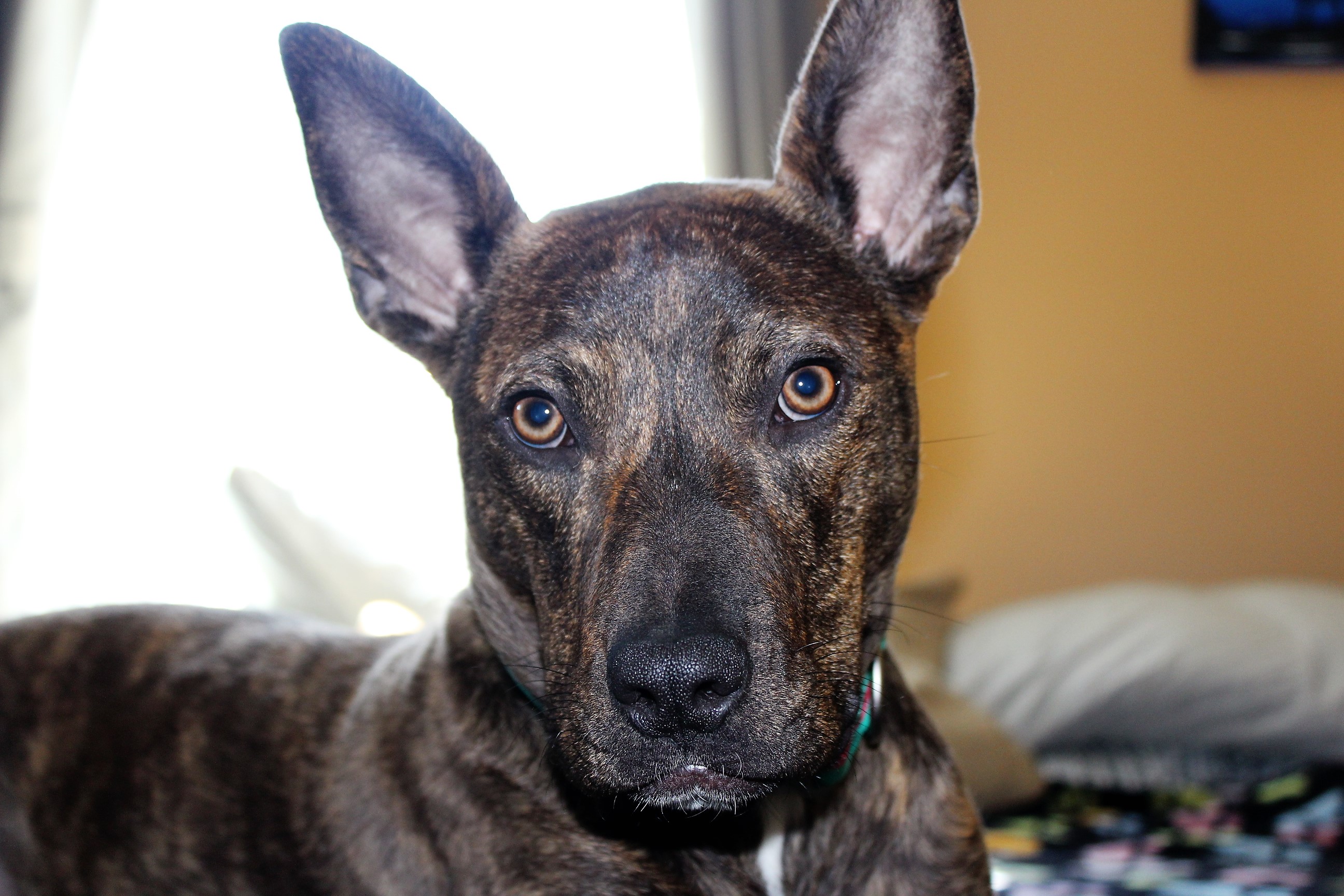 German Shepherd Pitbull Mix