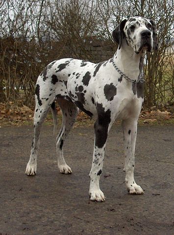 Great Dane Husky Mix