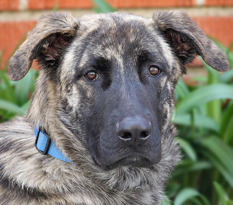 German Shepherd Great Dane Mix