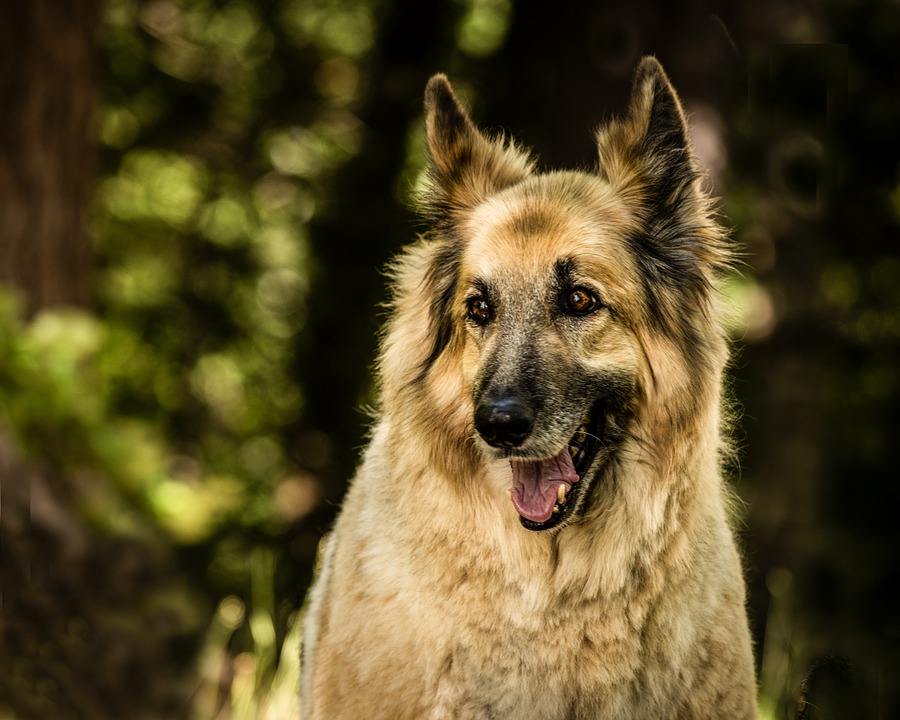 German Shepherd Irish Wolfhound Mix