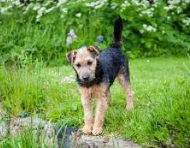 Lakeland Terrier