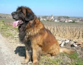 Leonberger