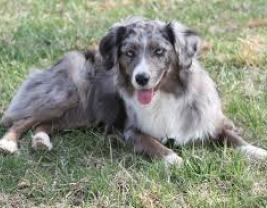 Miniature American Shepherd