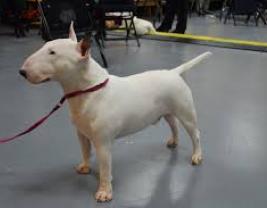 Miniature Bull Terrier