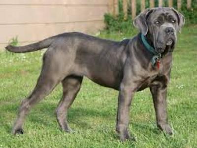 Neapolitan Mastiff