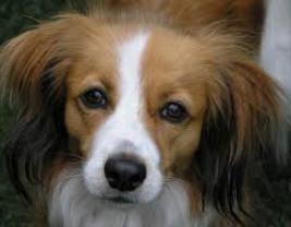 Nederlandse Kooikerhondje