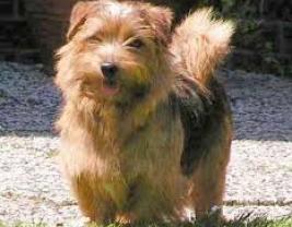 Norfolk Terrier