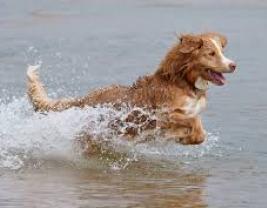 Nova Scotia Duck-Tolling Retriever