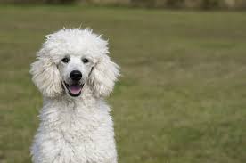 Poodle Husky Mix