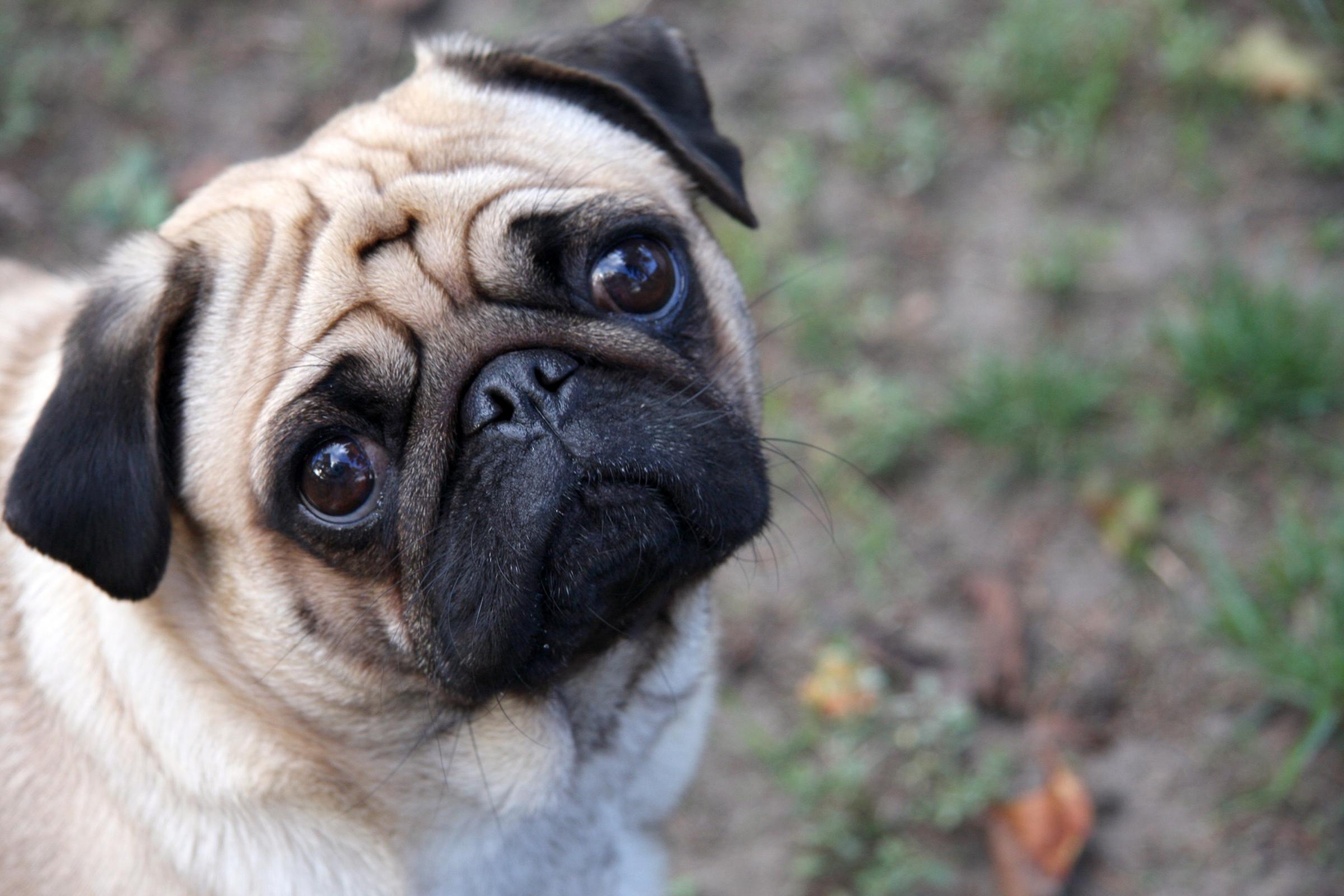 Pug Husky Mix