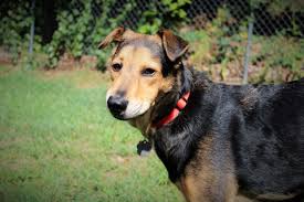 German Shepherd Rhodesian Ridgeback Mix