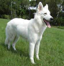 Pure White German Shepherd